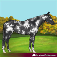 Horse Color:White Spotted Black Rabicano 