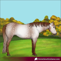 Horse Color:Gray Chestnut 