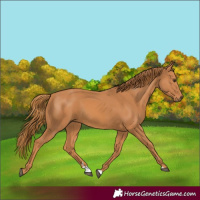 Horse Color:Chestnut 