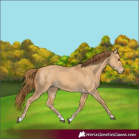 Horse Color:Red Dun