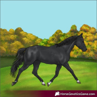 Horse Color:Black 
