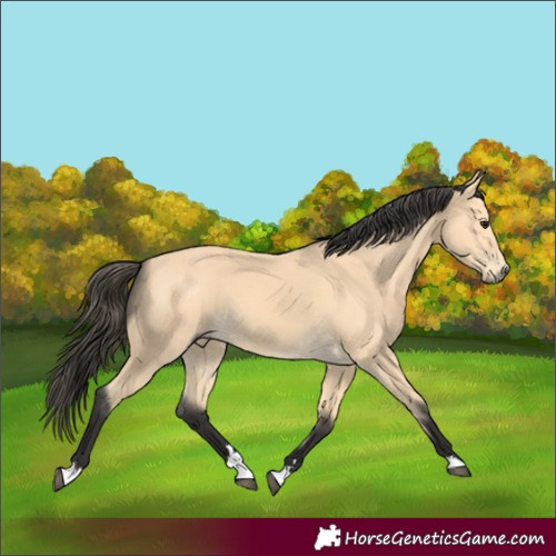 Horse Color:Buckskin 