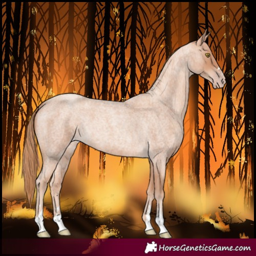 Horse Color:Gold Champagne Roan 