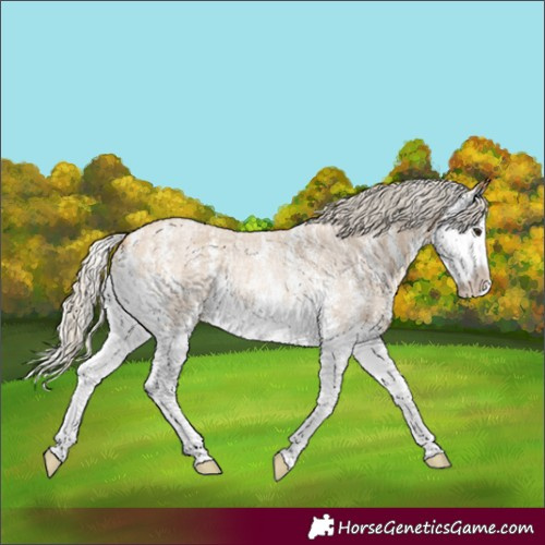 Horse Color:Silver Buckskin Roan Sabino Splash Rabicano