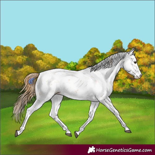 Horse Color:Chestnut Sabino 