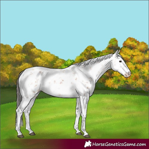 Horse Color:Bay Sabino 