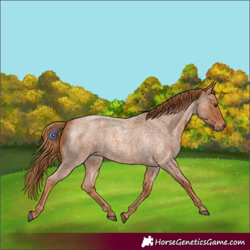 Horse Color:Red Roan 