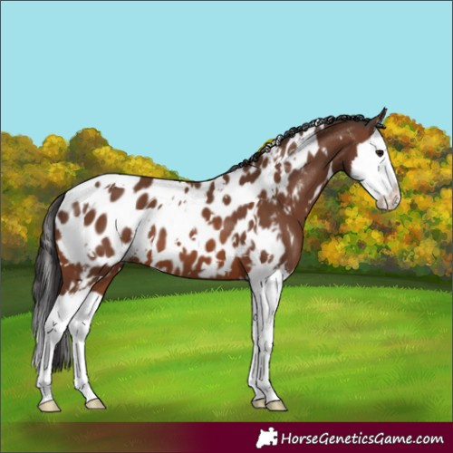Horse Color:White Spotted Brown Splash Near Leopard