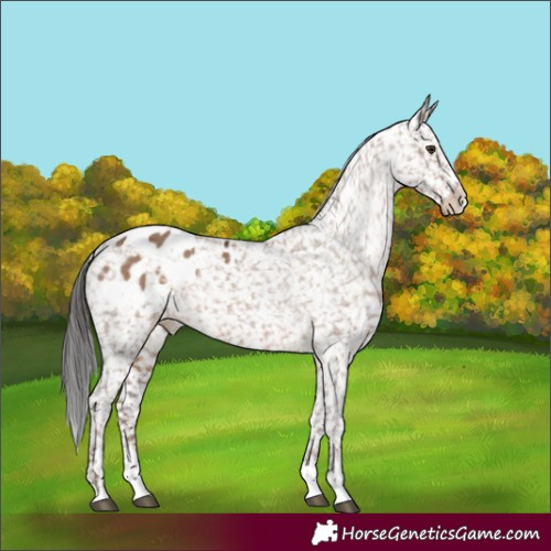 Horse Color:Liver Red Dun Appaloosa