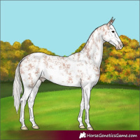 Horse Color:Silver Bay Sabino Splash Appaloosa