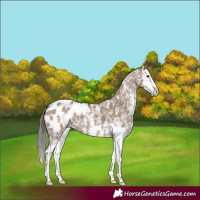 Horse Color:Liver Red Dun Sabino Splash Appaloosa 