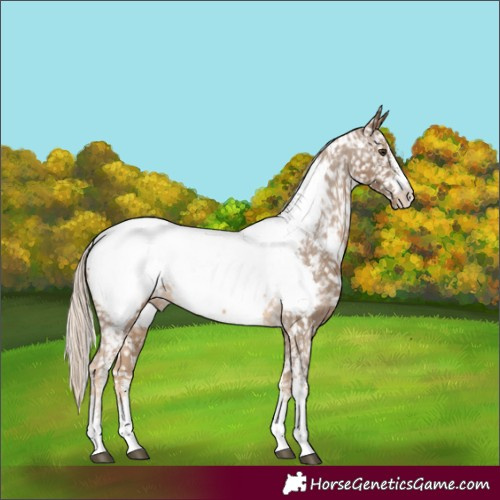 Horse Color:Chocolate Palomino Sabino Near Fewspot 