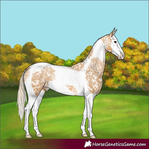 Horse Color:Palomino Splash Tobiano Appaloosa