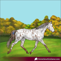 Horse Color:Gray Chestnut Appaloosa 