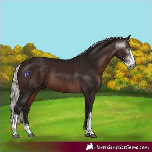 Horse Color:Gray Silver Bay Sabino Rabicano 