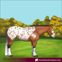 Horse Color:Bay Splash Appaloosa Rabicano