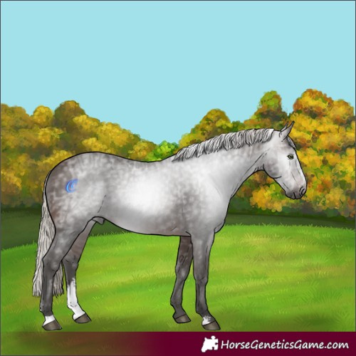 Horse Color:Gray Silver Bay Ice Sabino Rabicano 