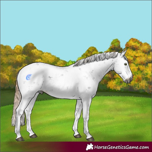 Horse Color:Gray Liver Chestnut Ice Sabino Rabicano