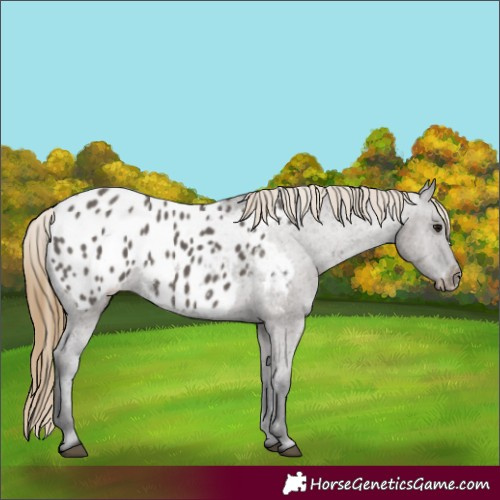 Horse Color:Smoky Grullo Appaloosa 