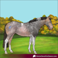 Horse Color:Buckskin Ice Tobiano 