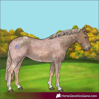 Horse Color:Chocolate Palomino Ice Tobiano 
