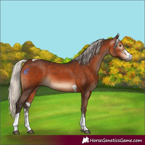 Horse Color:Gray Silver Bay Sabino Tobiano Varnish Rabicano 