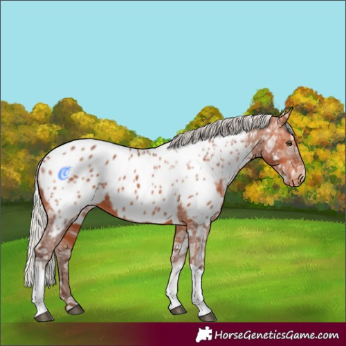 Horse Color:White Spotted Silver Bay Ice Tobiano Appaloosa Rabicano
