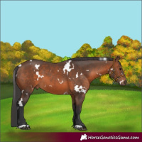 Horse Color:White Spotted Brown 