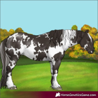 Horse Color:White Spotted Liver Chestnut 