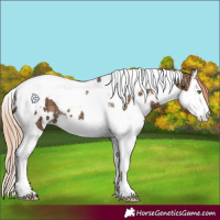 Horse Color:White Spotted Gold Champagne Ice Splash Tobiano