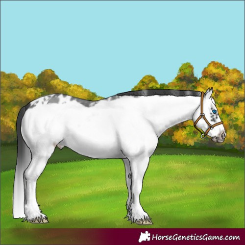 Horse Color:Black Sabino Splash Frame Appaloosa 