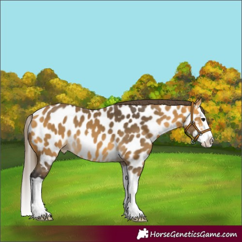 Horse Color:Buckskin Splash Near Leopard 