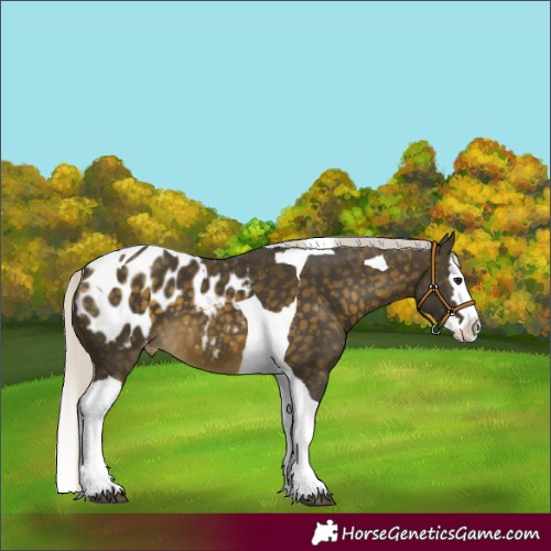 Horse Color:Silver Buckskin Splash Tobiano Appaloosa 
