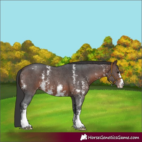 Horse Color:Brown Sabino Appaloosa 