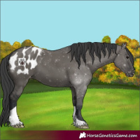 Horse Color:Grullo Appaloosa 