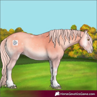 Horse Color:Watercolor Gold Cream Champagne Onyx 