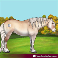 Horse Color:Silver Bay Onyx Appaloosa 