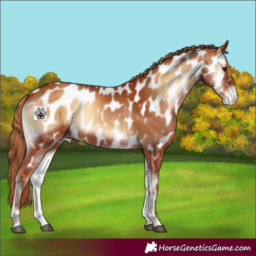 Horse Color:Red Onyx Appaloosa 