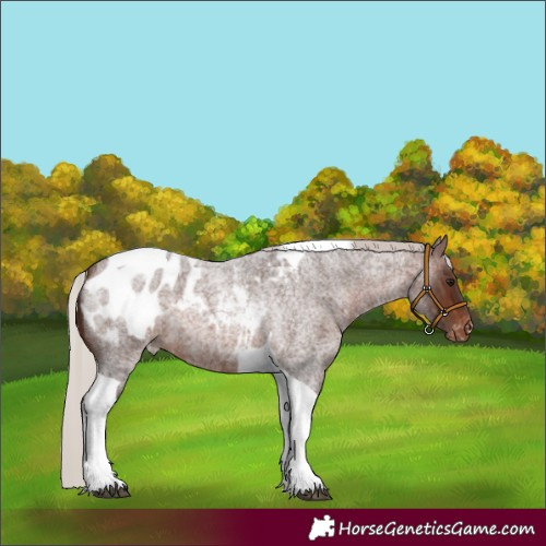Horse Color:Silver Brown Roan Tobiano Blanket 