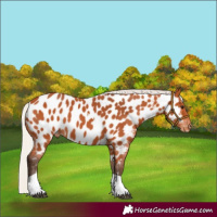 Horse Color:Silver Bay Tobiano Near Leopard 