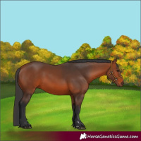 Horse Color:Bay 