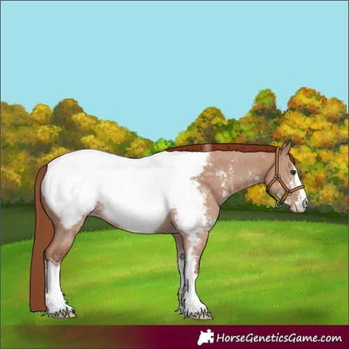 Horse Color:Red Dun Sabino Near Fewspot 