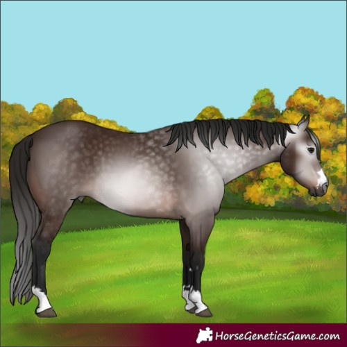 Horse Color:Gray Bay 