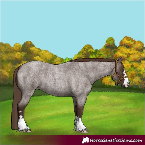 Horse Color:Liver Red Roan 