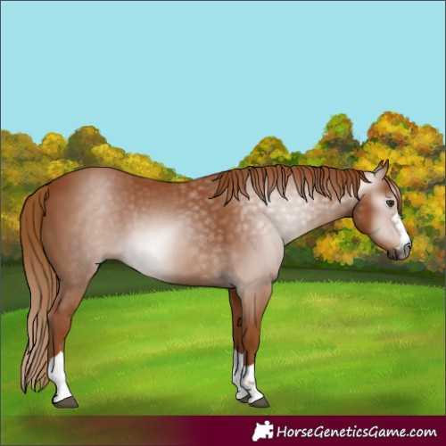 Horse Color:Gray Chestnut 