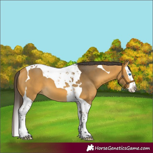 Horse Color:Buckskin Splash Tobiano 