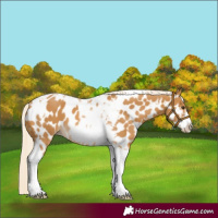 Horse Color:Palomino Tobiano Frame Appaloosa 