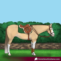 Horse Color:Amber Cream Champagne Splash 