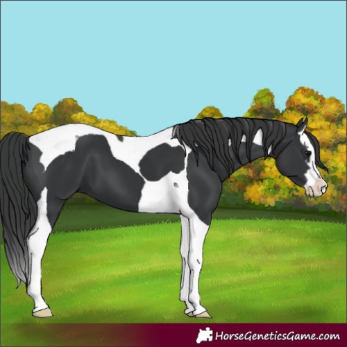 Horse Color:Black Splash Tobiano 