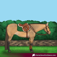 Horse Color:Buckskin 